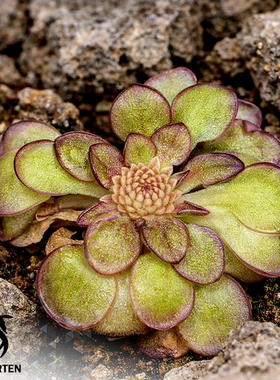 【新品】肖生克捕虫堇Pinguicula “SCH Shawshank”栩园培育