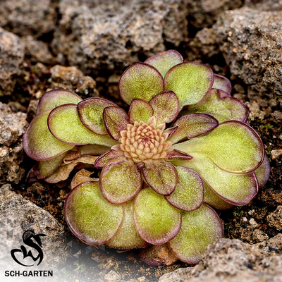 【新品】肖生克捕虫堇Pinguicula “SCH Shawshank”栩园培育