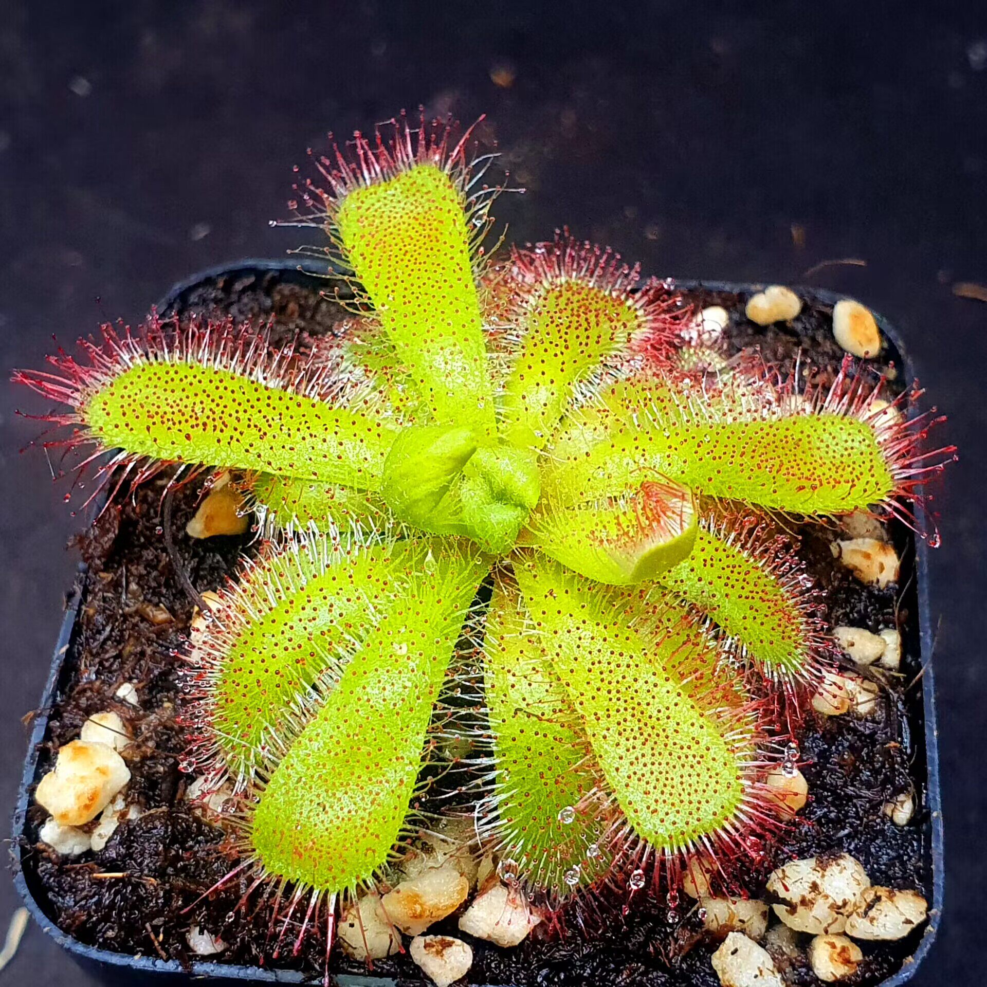 【丰收季】楔形叶茅膏菜0819  5cm