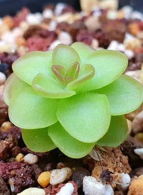 【丰收季】汉卡捕虫堇061502 双头 2.3+1.6CM