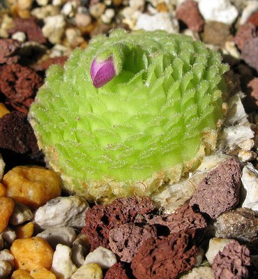 【新品】BCP可里马捕虫堇丨Pinguicula colimensis 丨 食虫植物