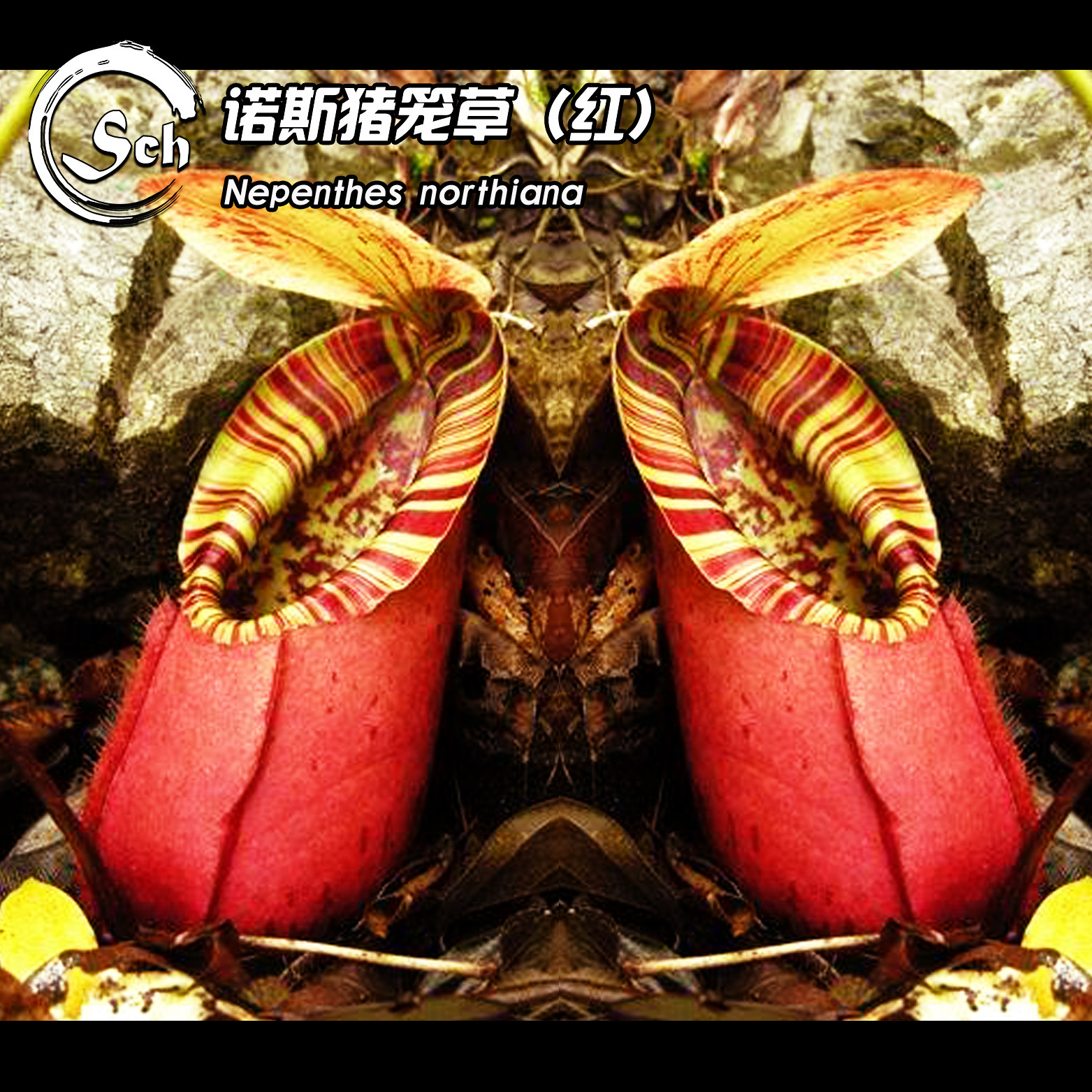【新品】诺斯猪笼草丨Nepenthes northiana（Red） 丨食虫植物