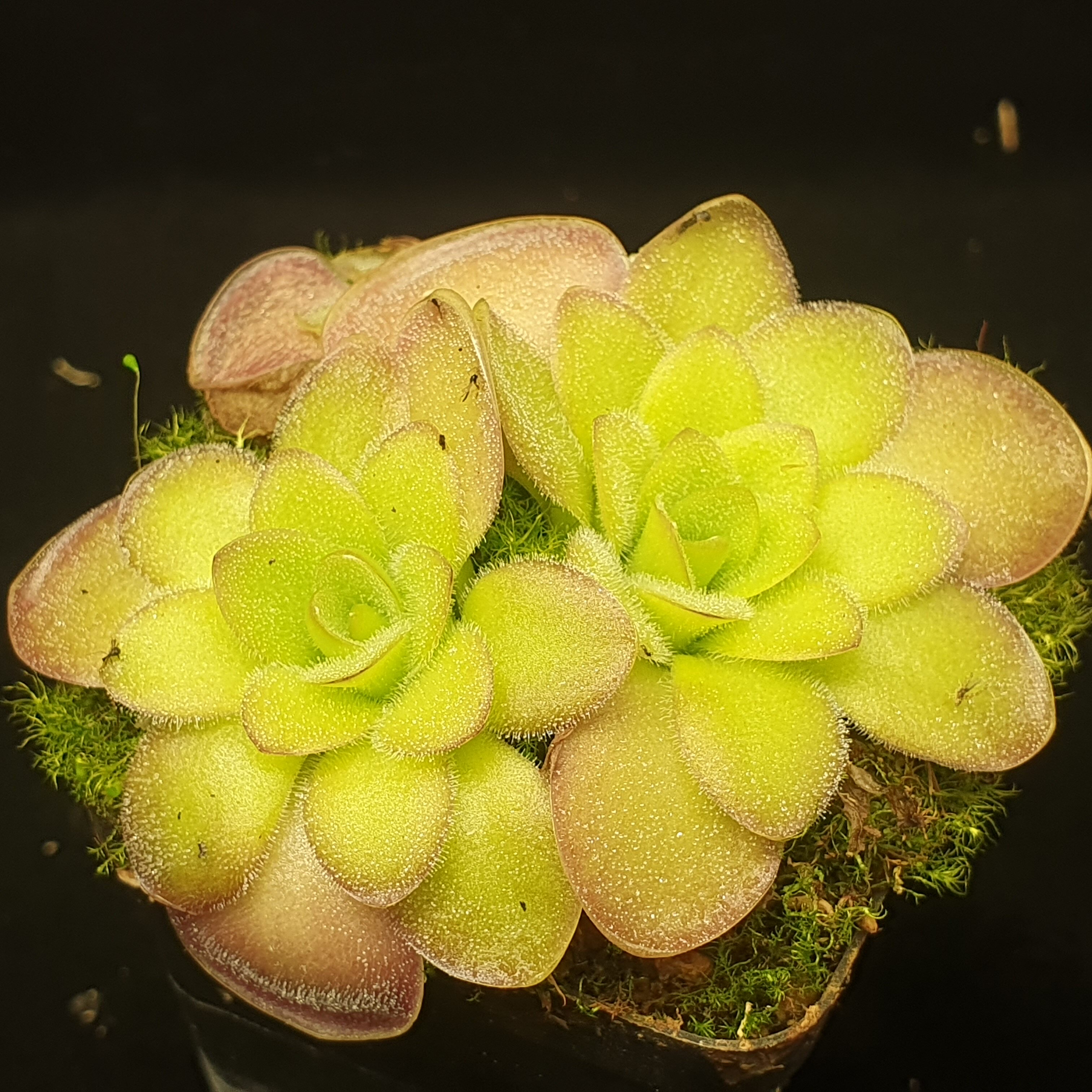 【春季奇遇】缪斯捕虫堇0310,3颗,4+4.7+5CM