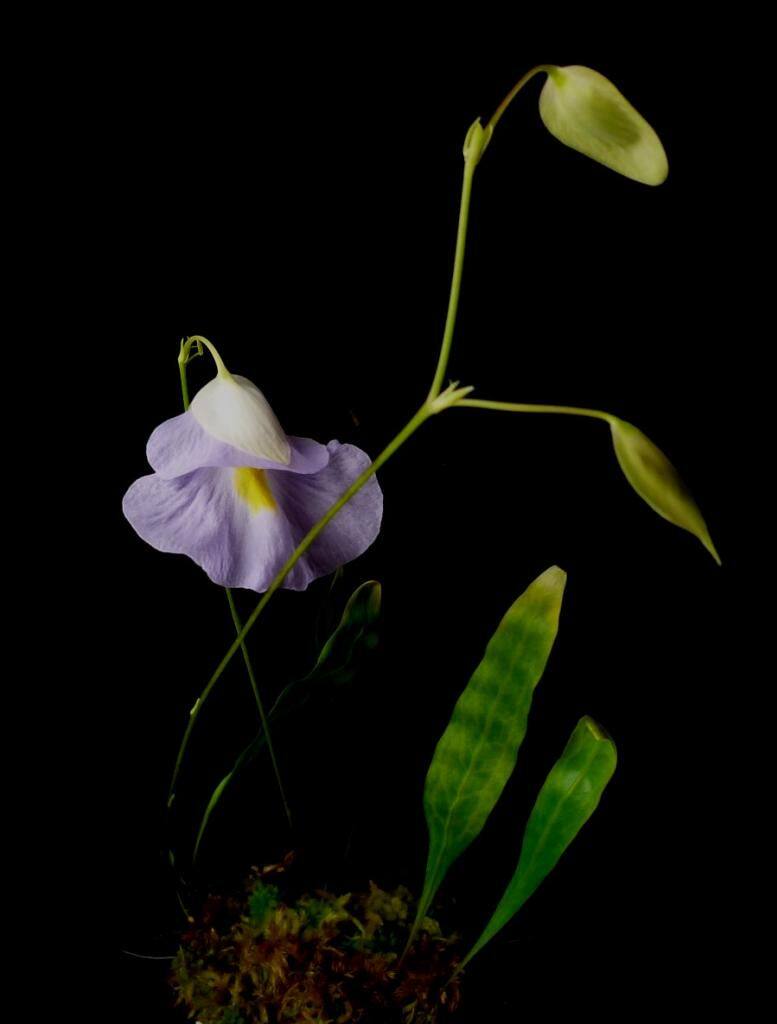 【新品】bcp恩德雷附生狸藻u. endresii 食虫植物稀少