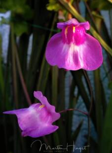 【新品】洪堡x奎尔奇狸藻（附生)丨U.humboldtii X quelchii