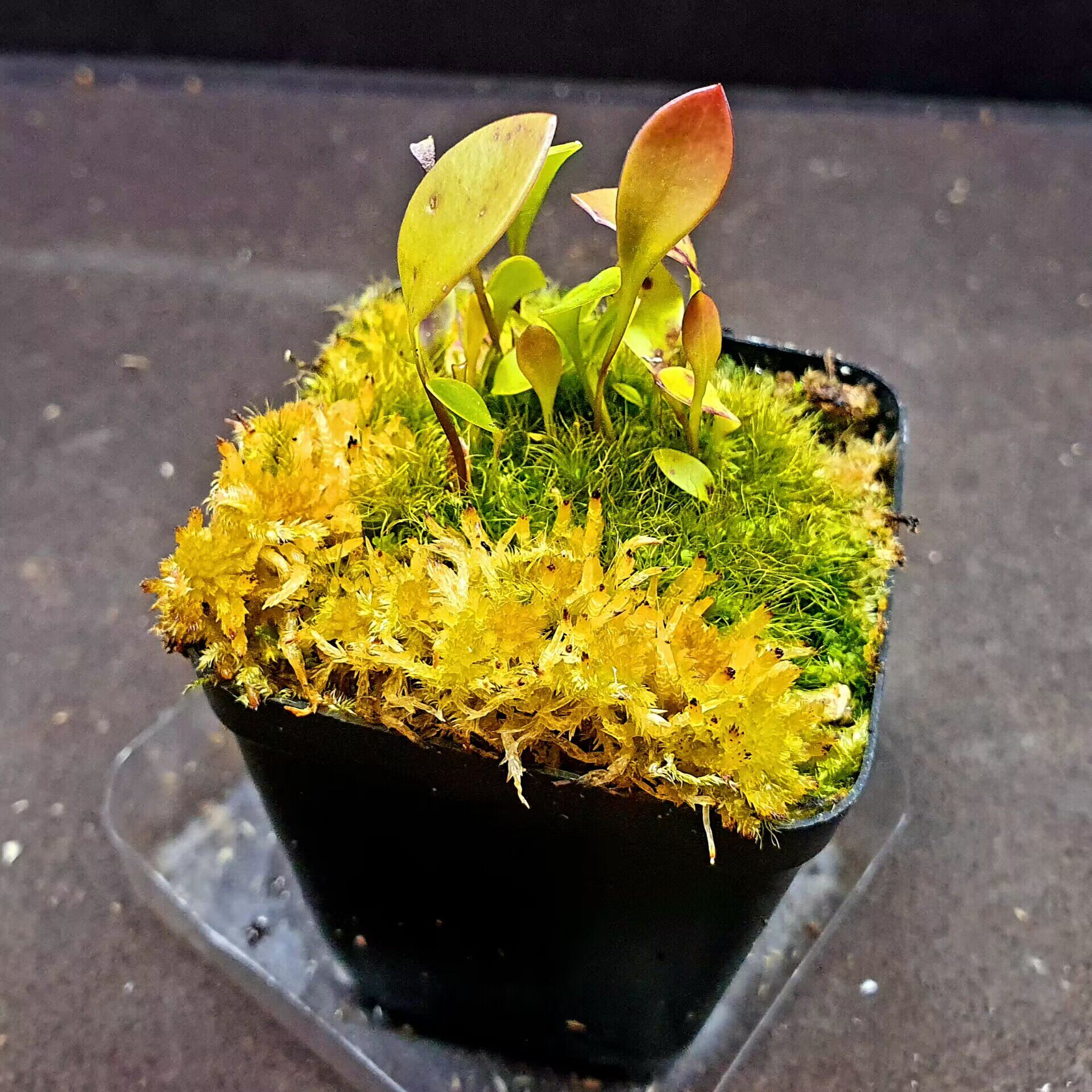【丰收季】高山×洪堡狸藻111801 花盆5.5×5.5CM 状态佳