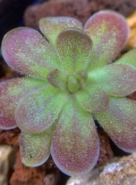 立叶x爱石捕虫堇P.rectifolia x (esseriana X gypsicola)