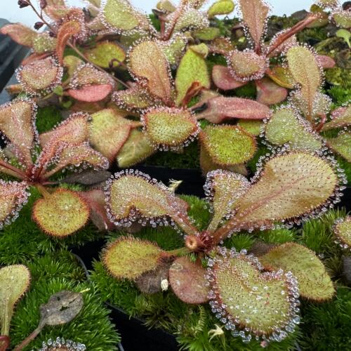 仙女座茅膏菜丨Drosera 'Andromeda'澳洲昆士兰