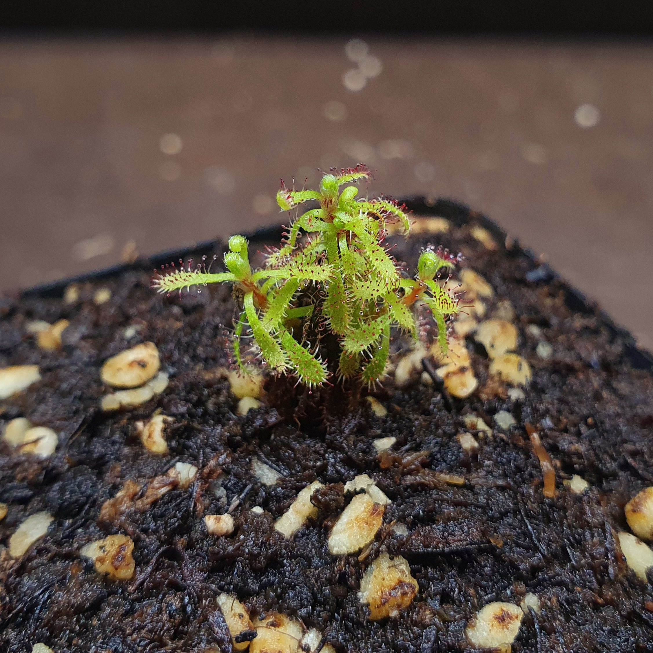 【丰收季】雄伟茅膏菜0715，4头，2cm