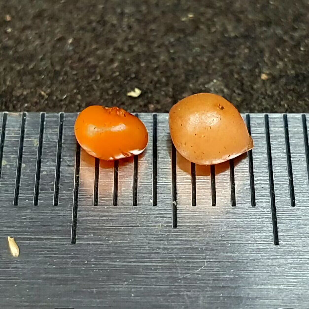 【丰收季】鳞状＋管柱球茎茅膏菜  休眠茎