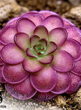 劳厄交圣墨兰捕虫堇P.laueana CP3 x moranensis(Santa Catarina)