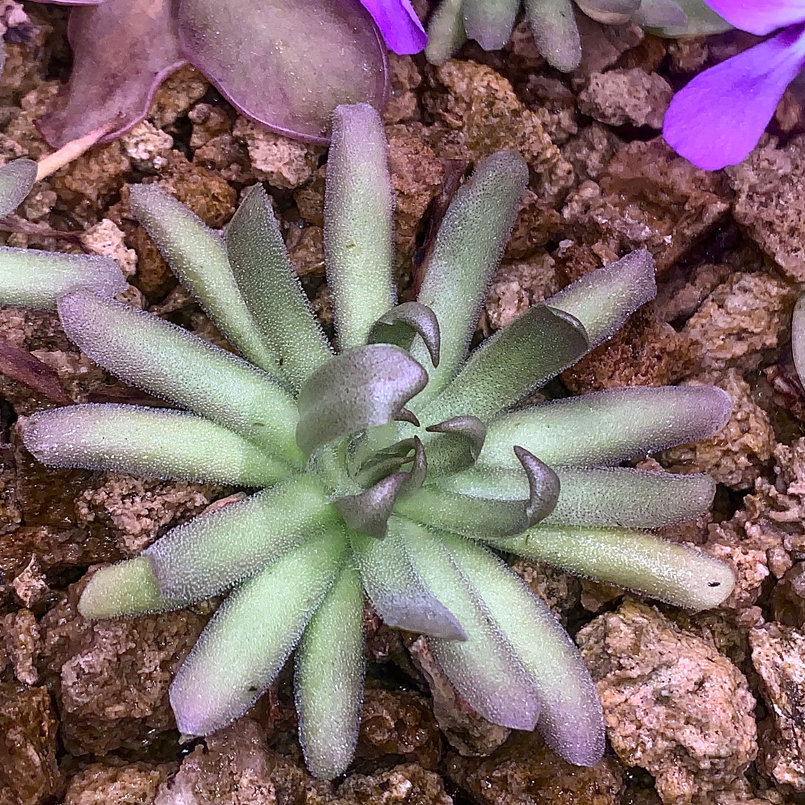 【新品】淬毒之刃捕虫堇Pinguicula “Poisonous Blade”栩园培育