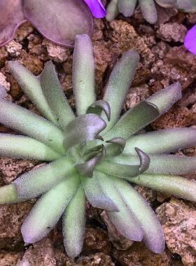 【新品】淬毒之刃捕虫堇Pinguicula “Poisonous Blade”栩园培育