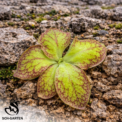 【新品】大力神捕虫堇Pinguicula“SCH Heracles””栩园培育