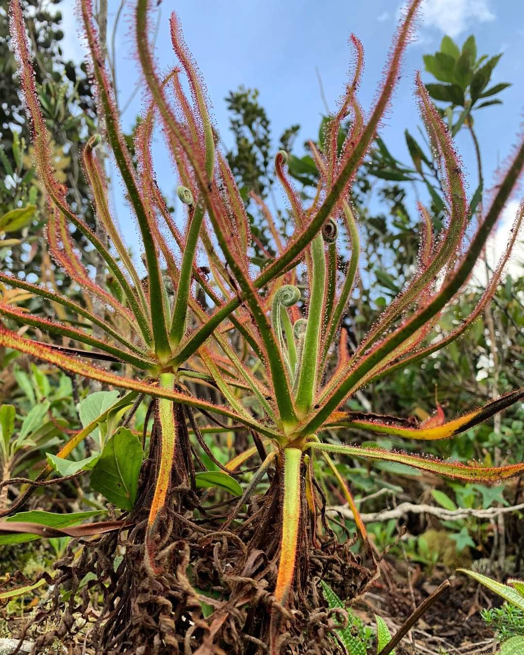 【新品】雄伟（壮丽）茅膏菜丨 Drosera magnifica丨大型茅