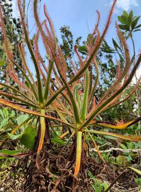 【新品】雄伟（壮丽）茅膏菜丨 Drosera magnifica丨大型茅
