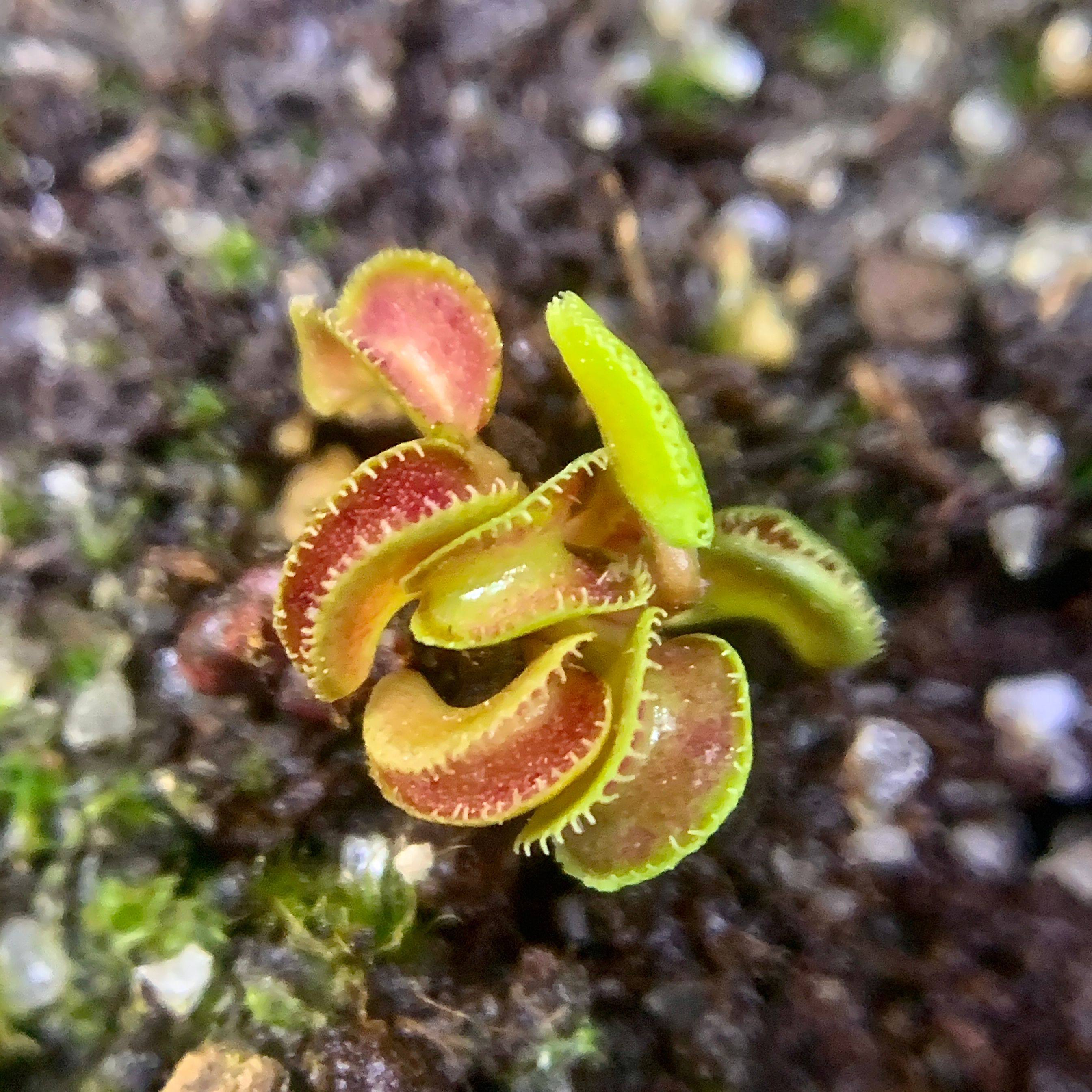 威龙捕蝇草d.cudo