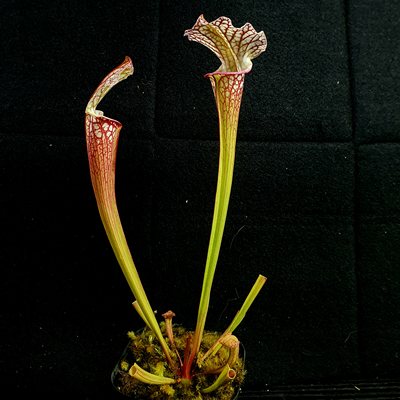 【新品】蛞蝓瓶子草丨Sarracenia “slug”丨栩园培育食虫植物