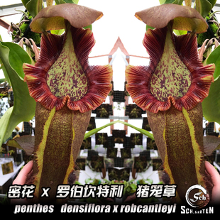 N. densiflora x robcantleyi丨密花X黑宝特猪笼草丨食虫植物