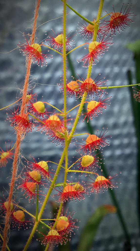 【新品】孤生球根茅膏菜圆叶直立型丨Drosera eremaea丨倒过时差-封面