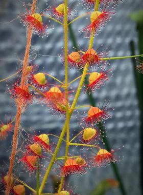 【新品】孤生球根茅膏菜 圆叶直立型丨Drosera eremaea丨倒过时差