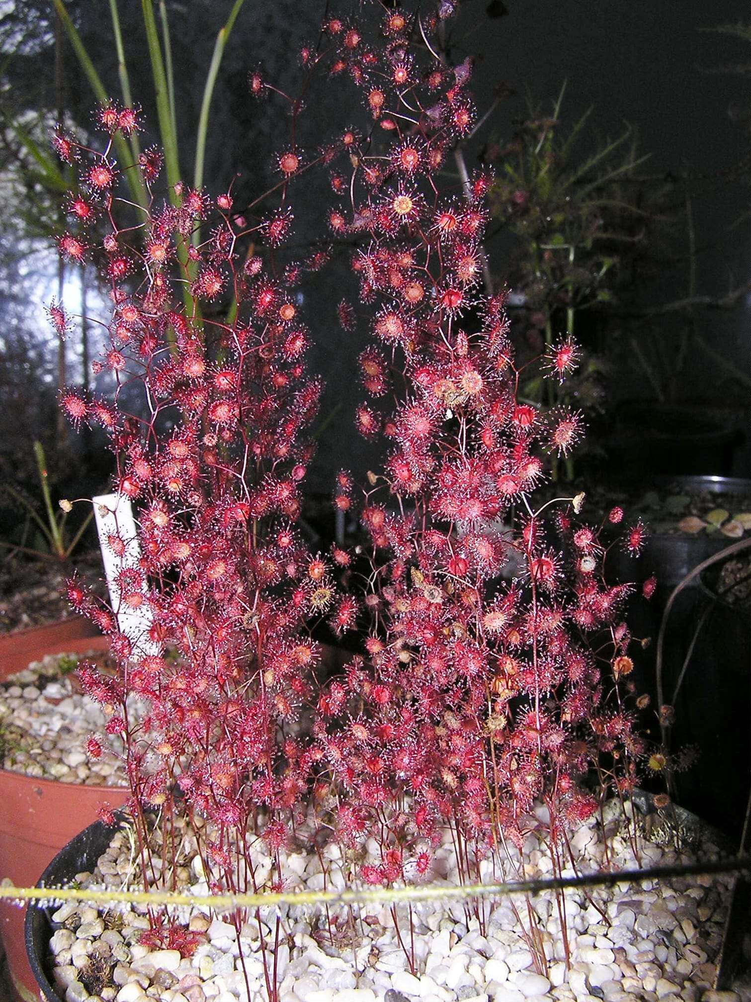 【新品】曼西球根茅膏菜丨D.menziesii From.Allen休眠球一个