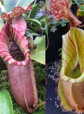 【新品】NVV（诺斯X维奇 ）X维奇猪笼草实生苗