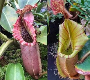 【新品】NVV（诺斯X维奇 ）X维奇猪笼草实生苗