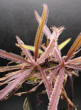 阿帝露茅膏菜丨Drosera adelae大型茅膏菜易根插叶插品种新手推荐
