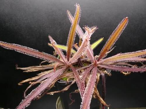 阿帝露茅膏菜丨Drosera adelae大型茅膏菜易根插叶插品种新手推荐