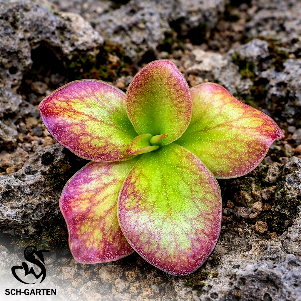 蝶之华捕虫堇Pinguicula "SCH Butterfly Bloom" 栩园培育