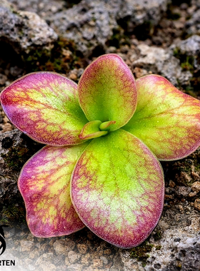 蝶之华捕虫堇Pinguicula 