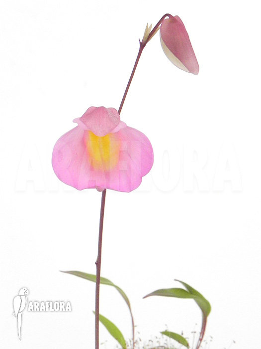 BCP奎尔奇X未及狸藻(附生)U. quelchii Xpraetermissa兰花组