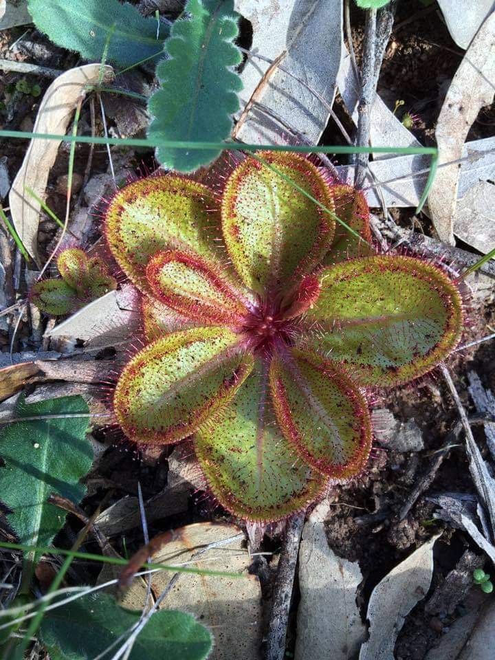 【新品】大叶球根茅膏菜丨Drosera macrophylla丨澳洲食虫植物