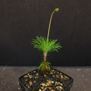 【丰收季】尖刺花柱草041602 5CM