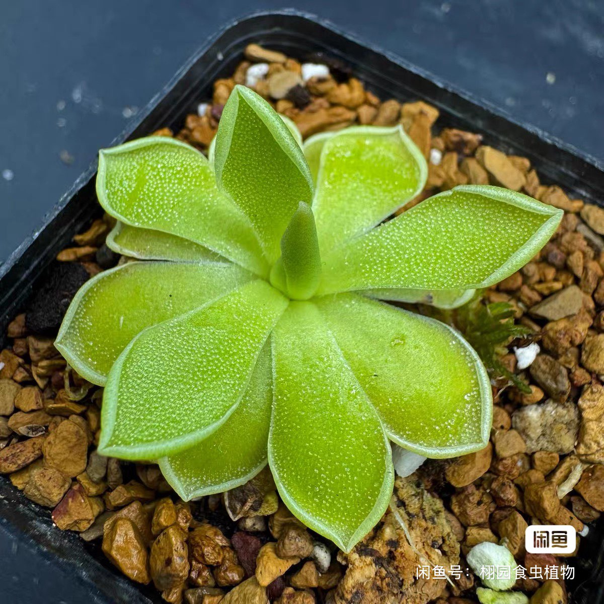 白骑士捕虫堇Pinguicula "SCH White Knight“栩园培育