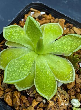 白骑士捕虫堇Pinguicula 