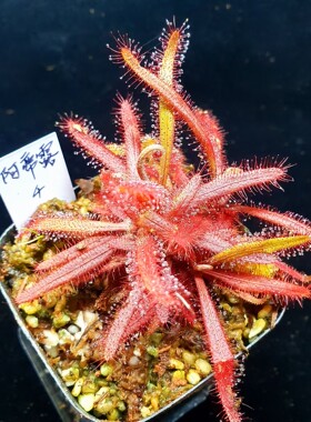 【丰收季】阿帝露茅膏菜 Drosera adelae  4号   4CM  多棵群