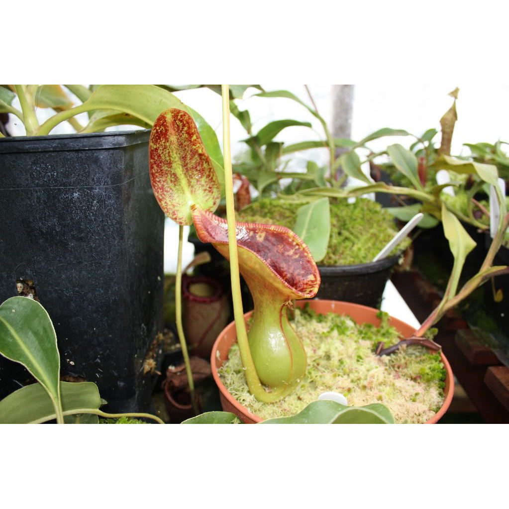 【新品】劳氏猪笼草丨Nepenthes lowii丨高地