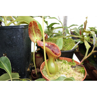 【新品】劳氏猪笼草丨Nepenthes lowii丨高地