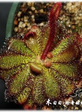 【回归】汉密尔顿茅膏菜丨Drosera hamiltonii 丨澳洲茅膏菜