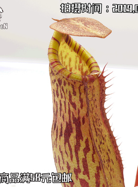 N.spectabilis x ventricosa丨显目X葫芦猪笼草（BE-3745）