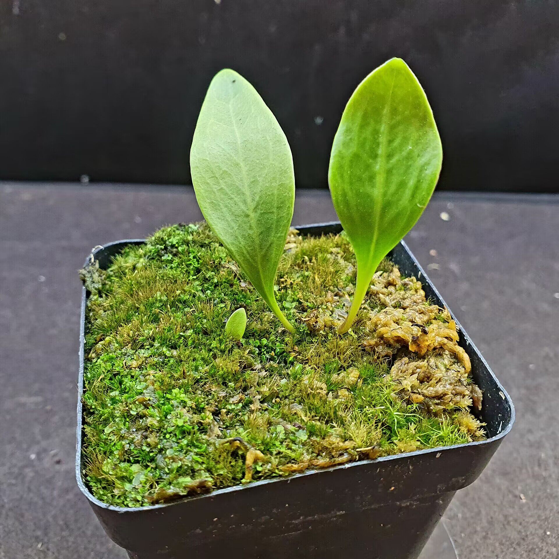 丰收季猪笼草0819038.5CM