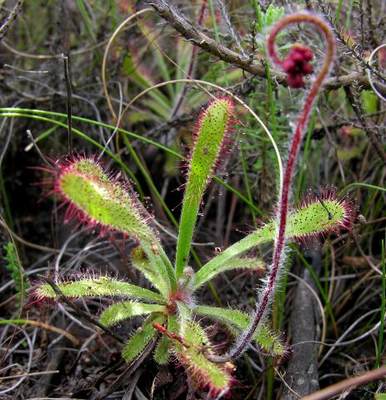 【新品】埃里克格林茅膏菜丨Drosera ericgreenii丨南非茅