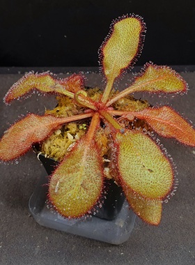 【丰收季】仙女座茅膏菜090502，  11cm