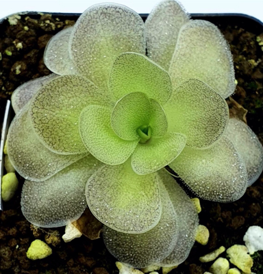 BCP可里马X圆切捕虫堇丨 Pinguicula colimensis x cyclosecta