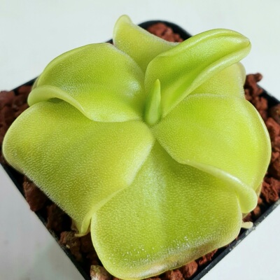 【新品】白花墨兰捕虫堇丨P. moranensis（white flower）