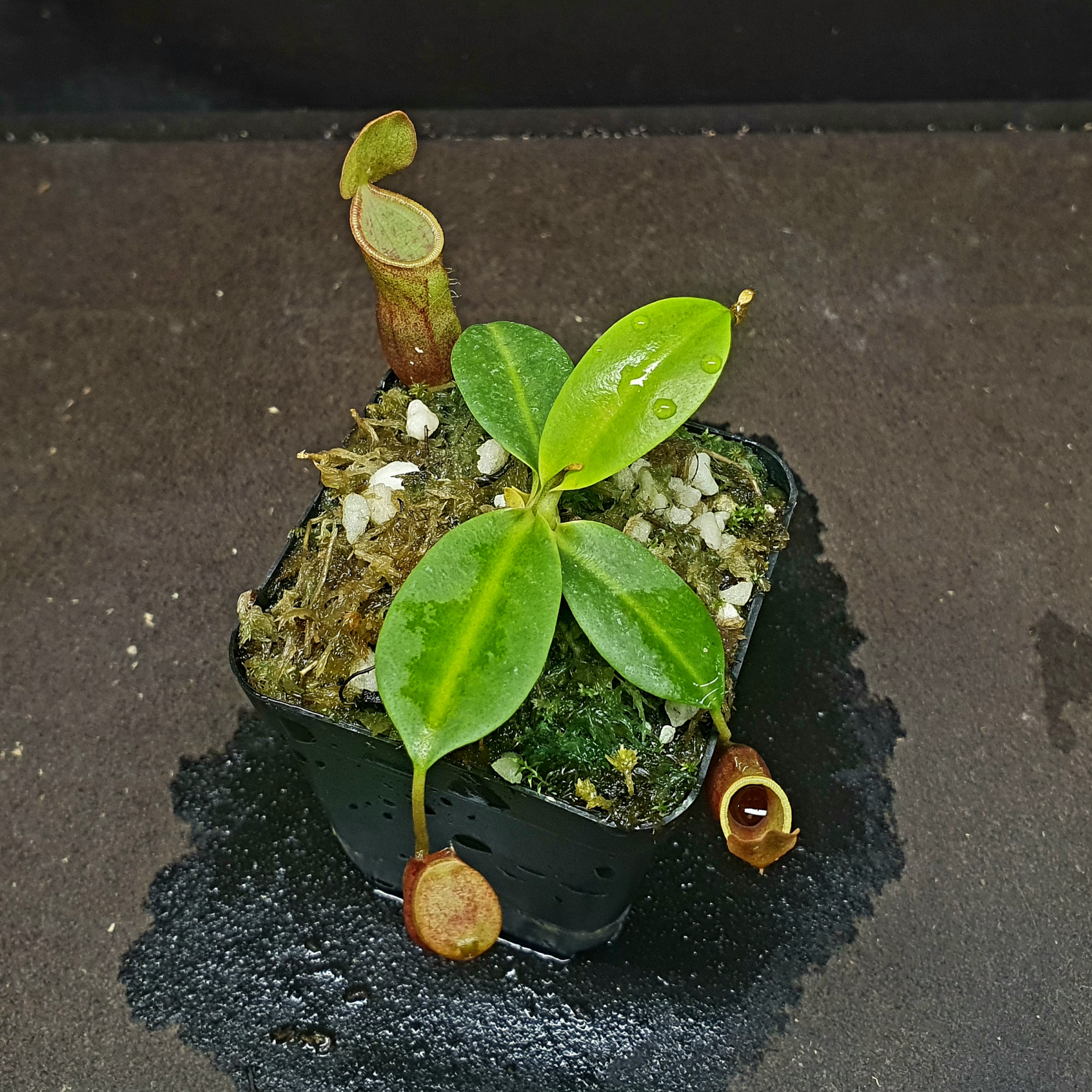 【丰收季】红笼花唇 clc 猪笼草101203  10CM