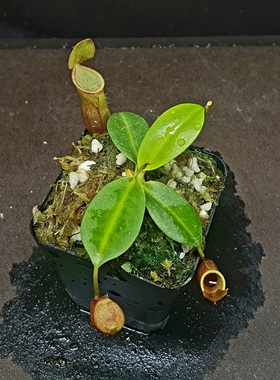 【丰收季】红笼花唇 clc 猪笼草101203  10CM