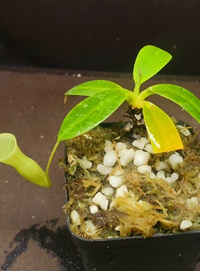 【丰收季】风铃猪笼草101202，8.5CM